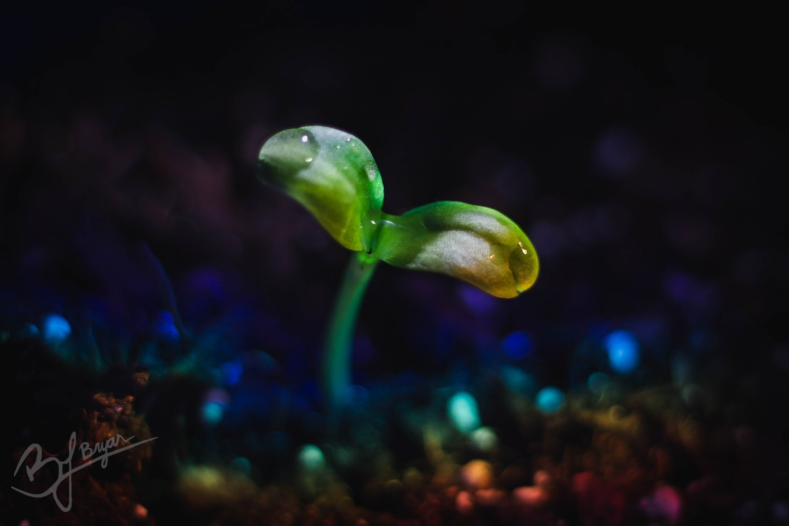 a sunflower sprouting