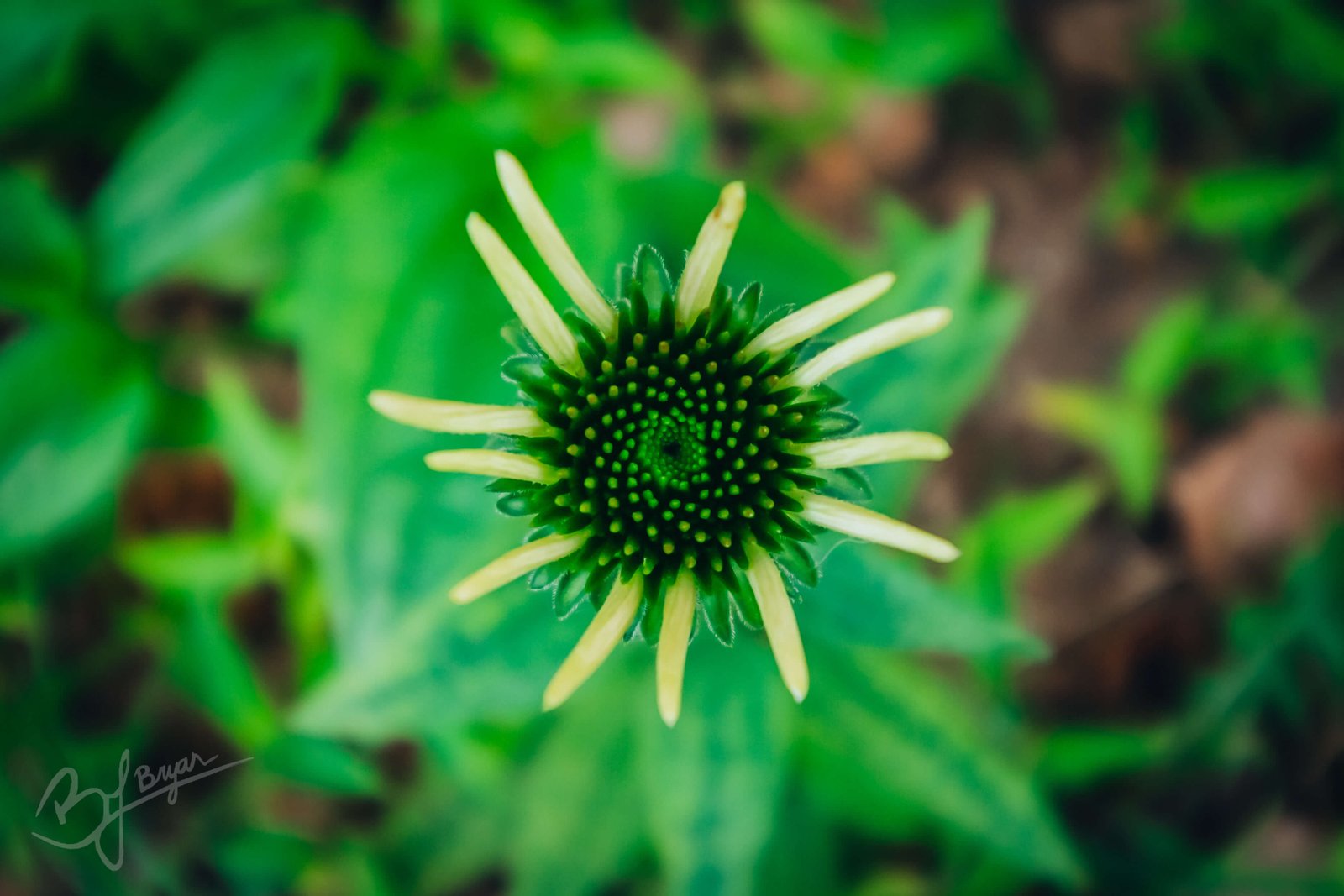 cone flower before bloom