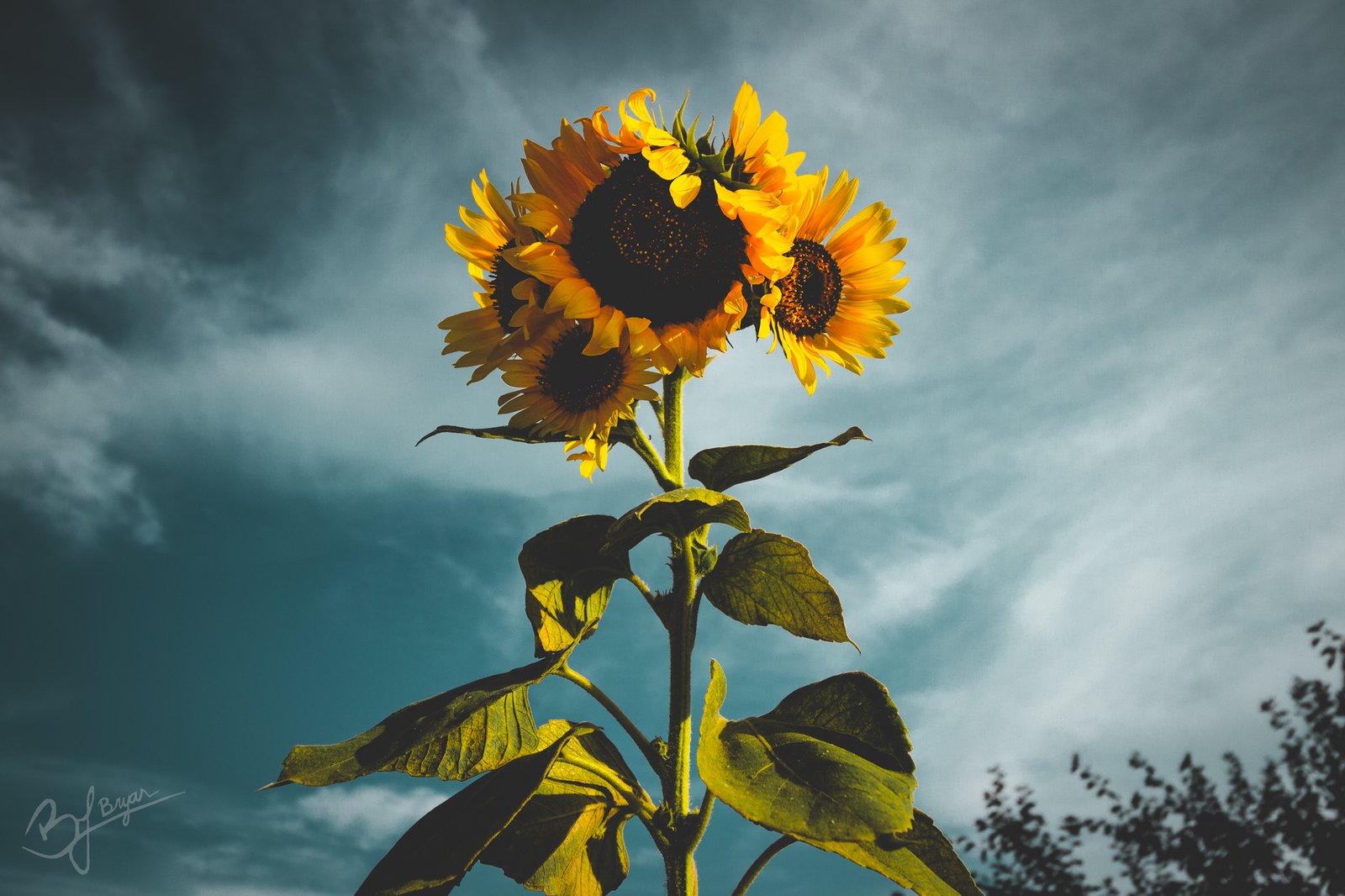a large sunflower in bloom