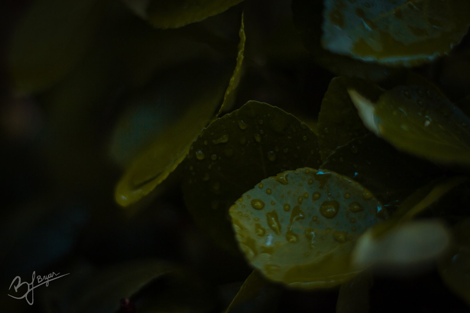 water drops on leaves