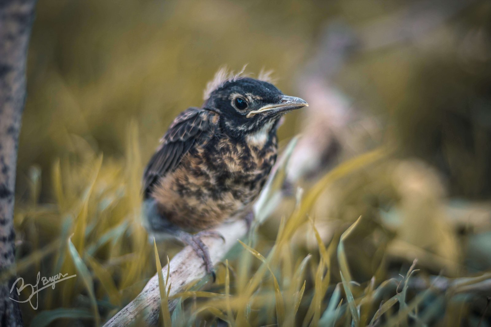baby bird on a branch